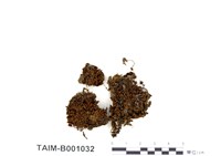 藏品(缺齒簑苔)的圖片